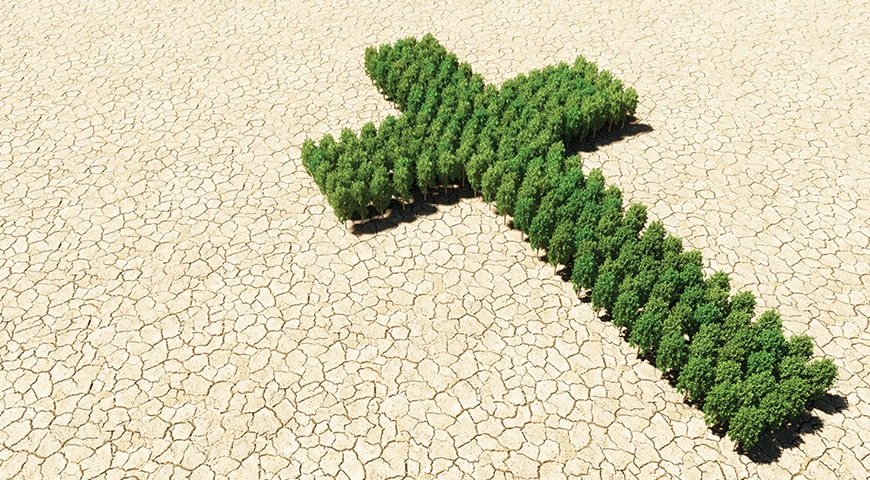 Cross made of trees