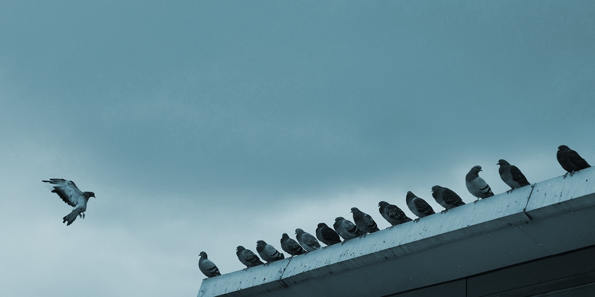Community of birds